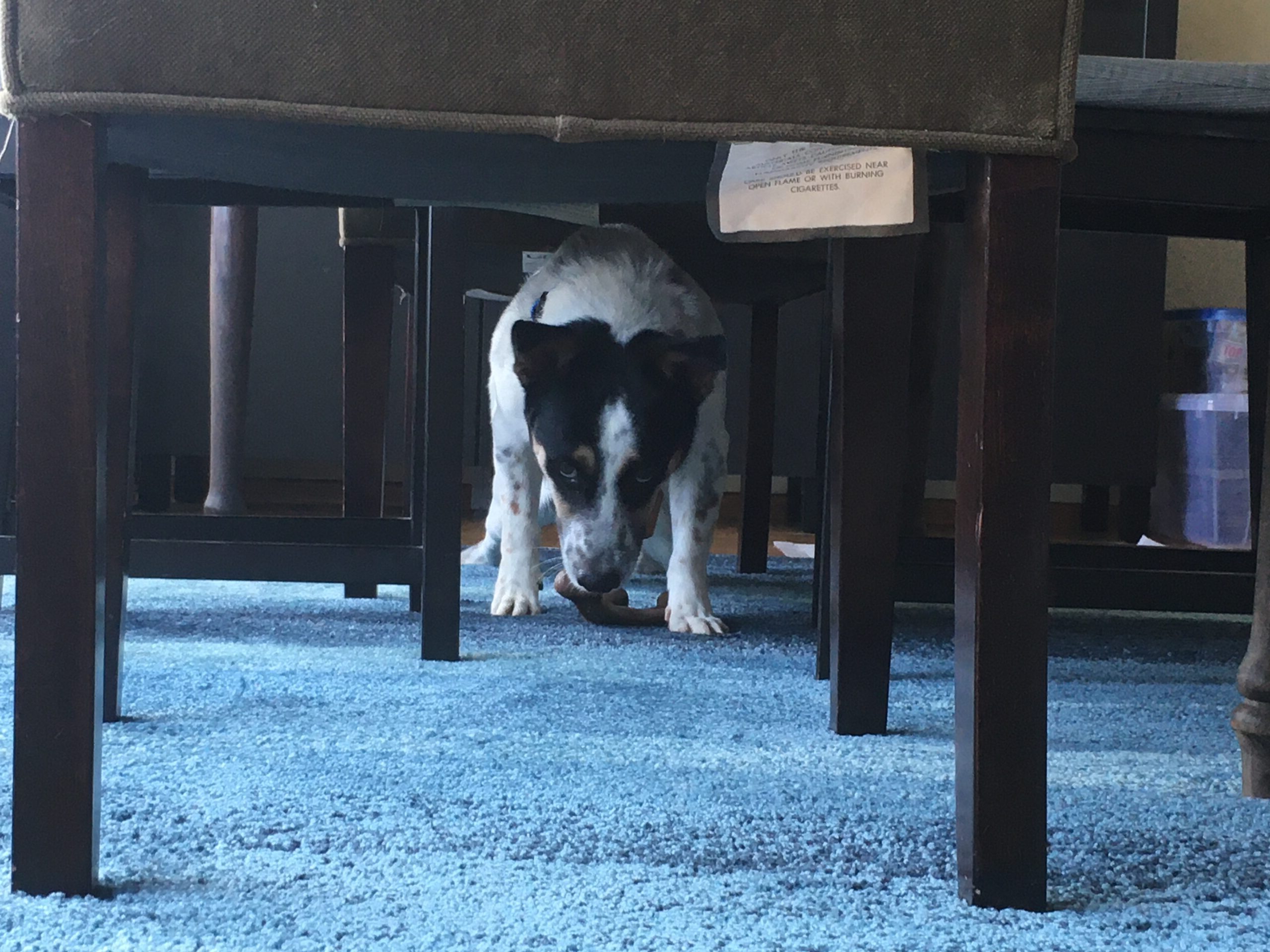 Under the table